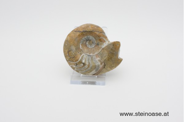 Ammonite  poliert